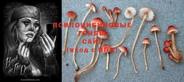 крисы Белокуриха