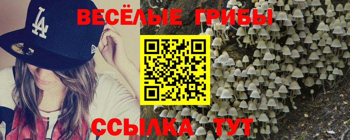 Славгород  что такое наркотик  Вход с VPN  Псилоцибиновые грибы GOLDEN TEACHER 